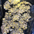 Exportación de raíz de jengibre fresco Mini Golden Plump